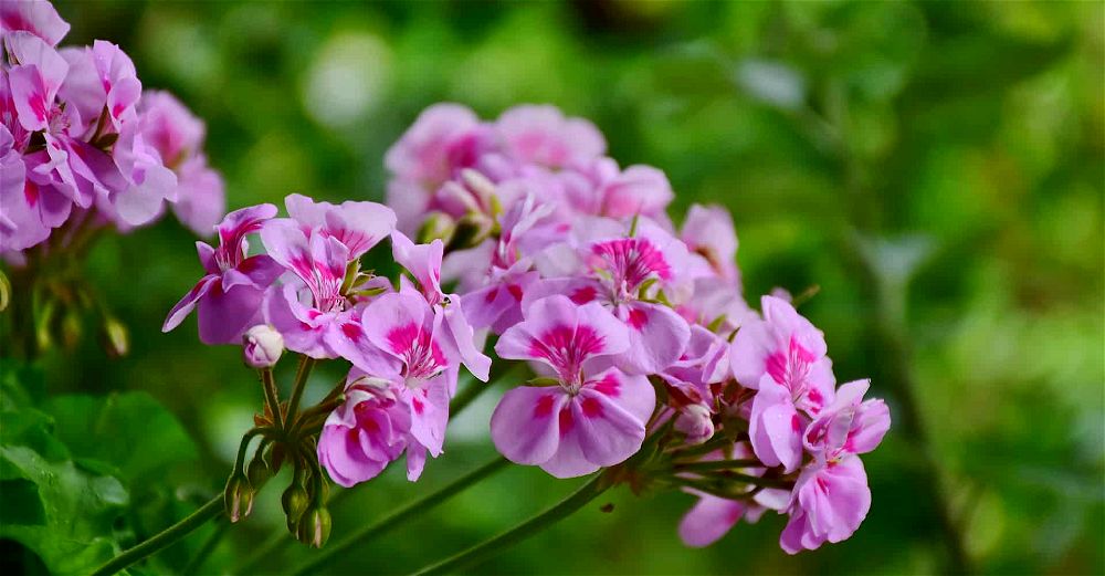 Pelargonium