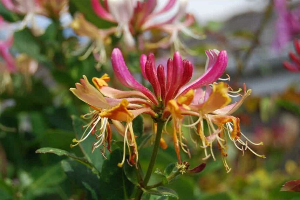 honeysuckle-402908_1280