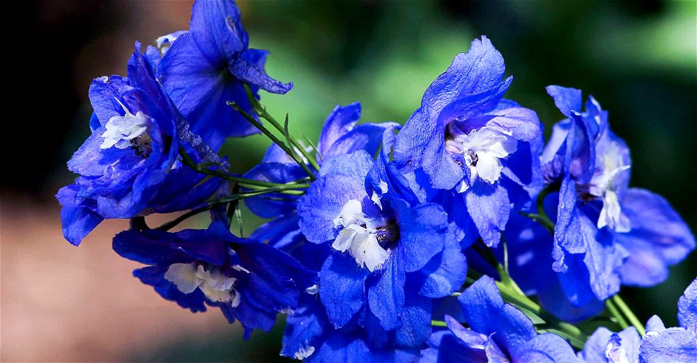 Delphinium