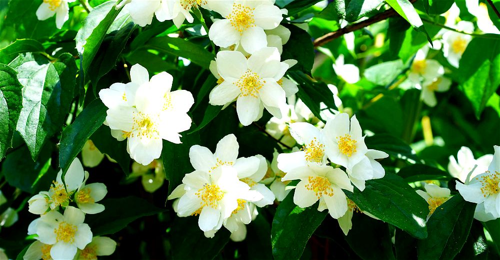 Mock-Orange-Jasmin