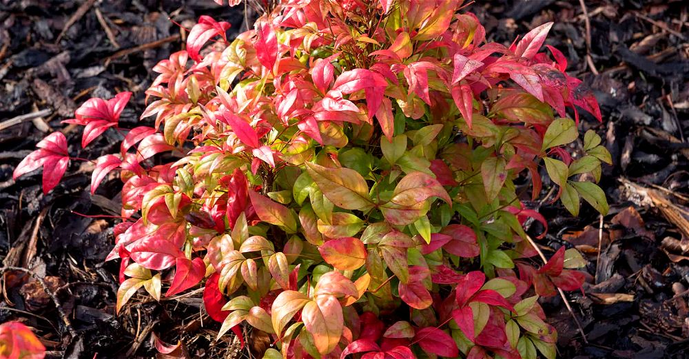 Nandina-Domestica