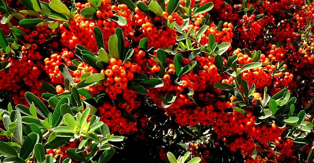 Pyracantha