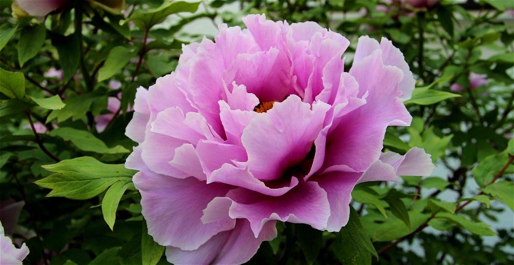 peony-care-guide