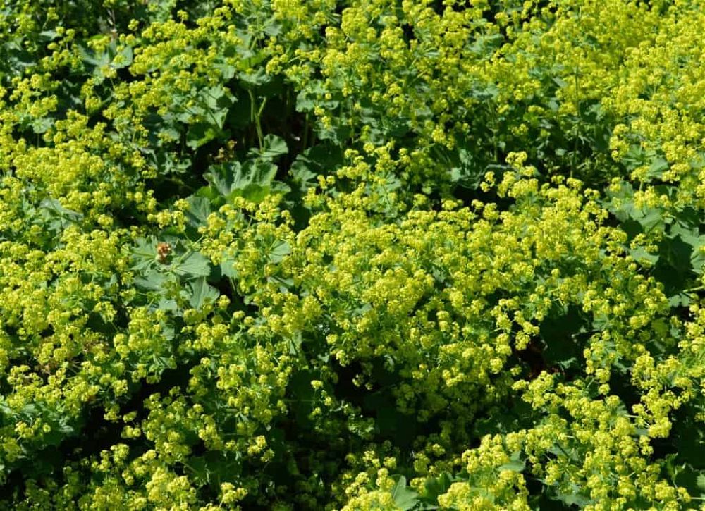 Alchemilla 莫利斯