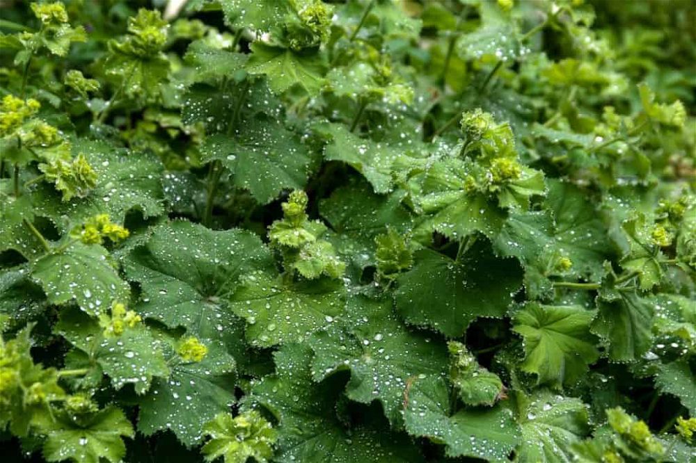 Alchemilla 莫利斯