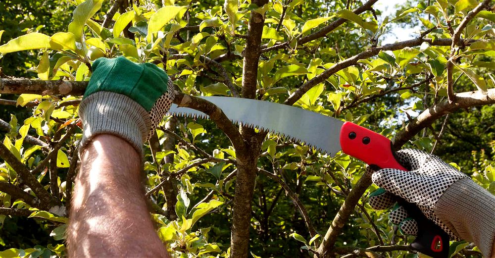 best-pruning-saw