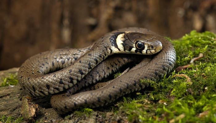 baby-grass-snake