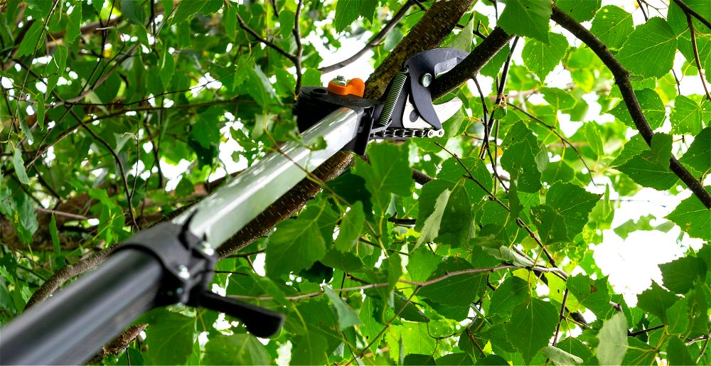 best-telescopic-tree-pruner