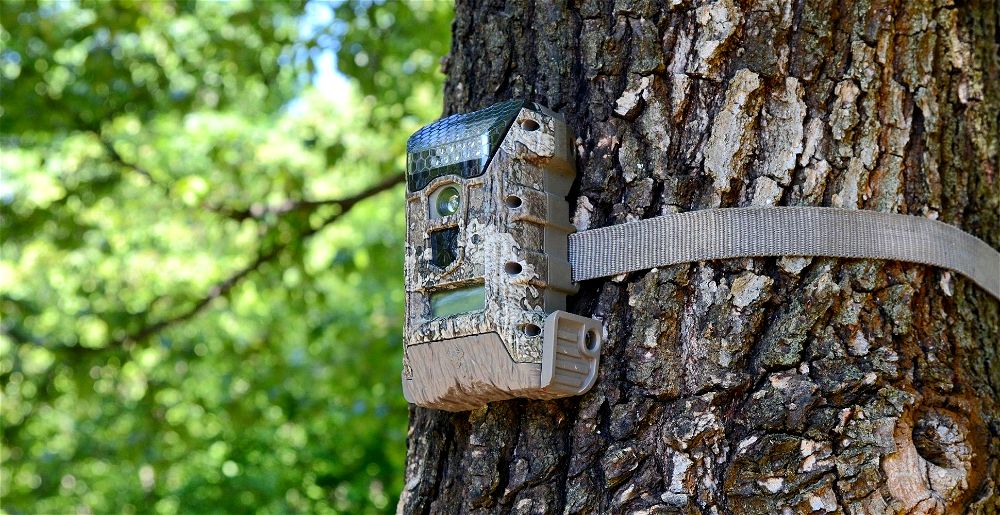 best-garden-wildlife-camera