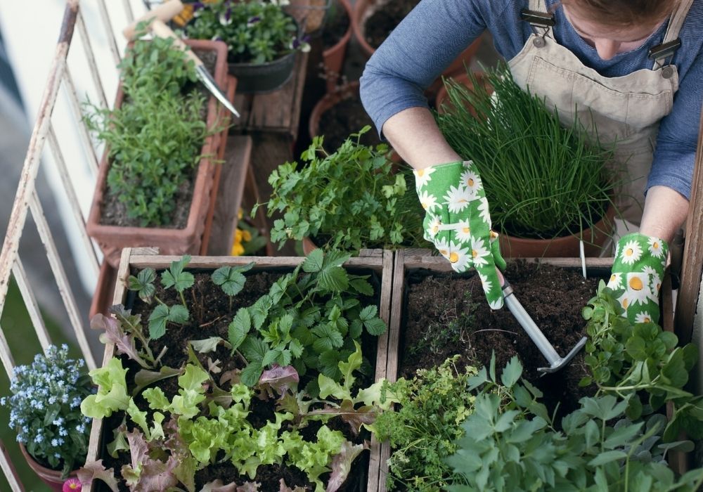 balcony-garden-vegetable