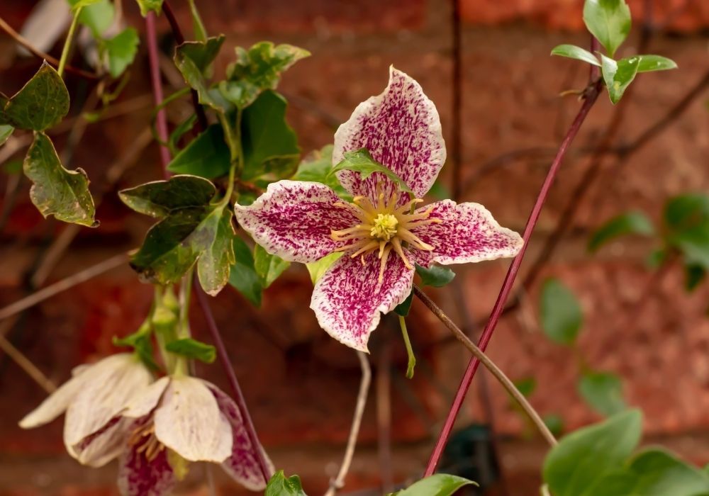 clematis-cirrhosa-flower