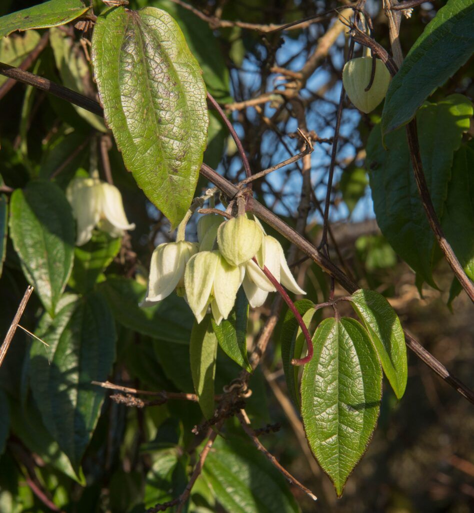 clematis-urophylla-winter-beauty