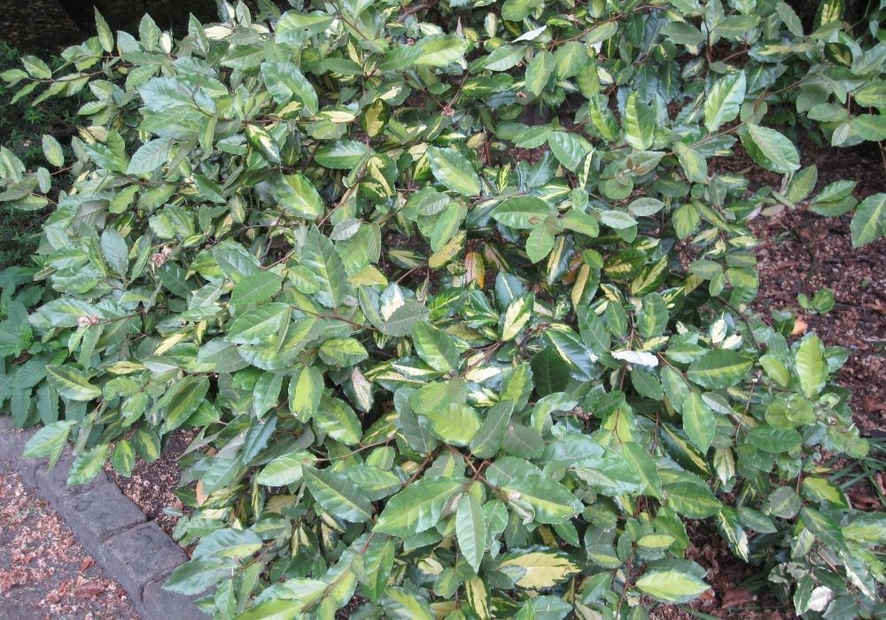 ebbings-silverberry-limelight-elaeagnus-x-ebbingei