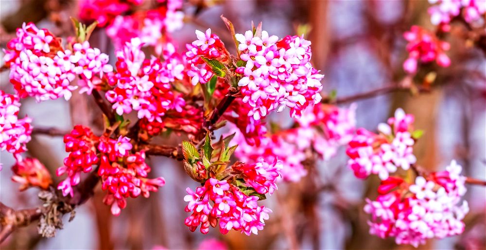 winter-flowering-shrubs