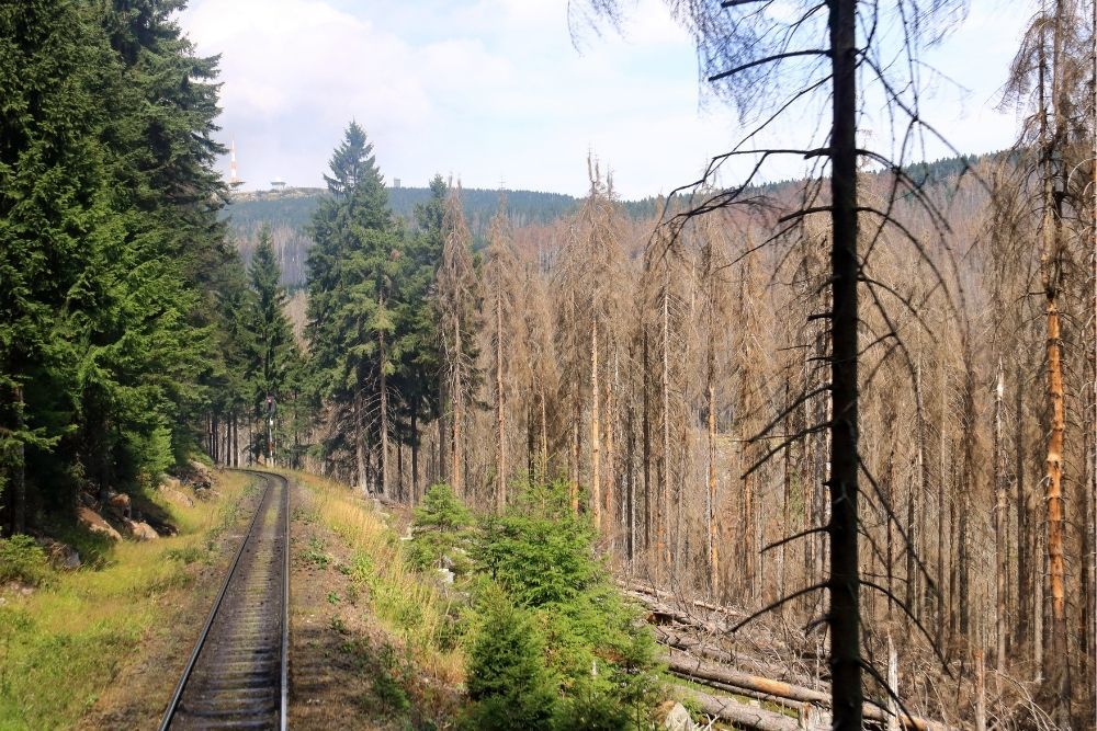 climate-change-forest-dying