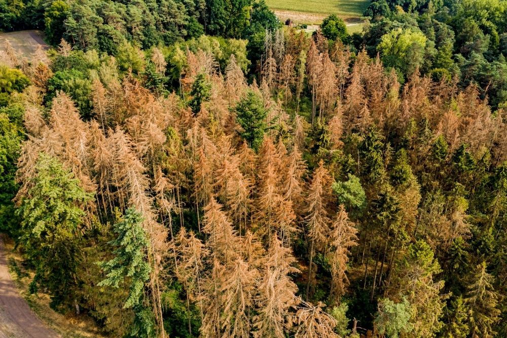 drought-coniferous-forest