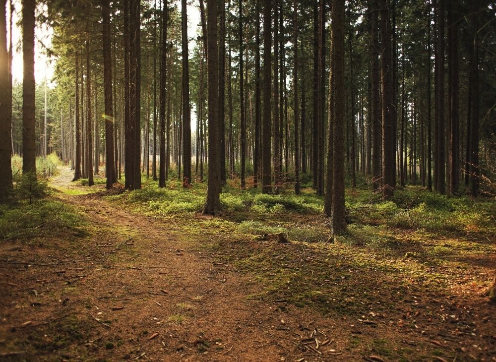 forest-trees-with-sunlight