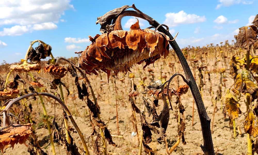 how-global-warming-affects-plants