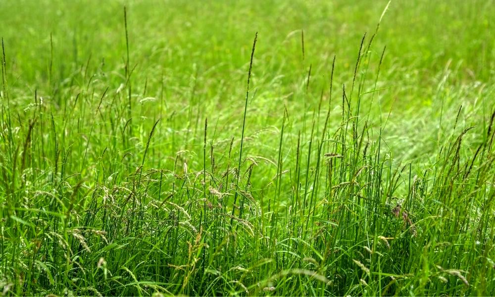 how-to-cut-really-long-grass