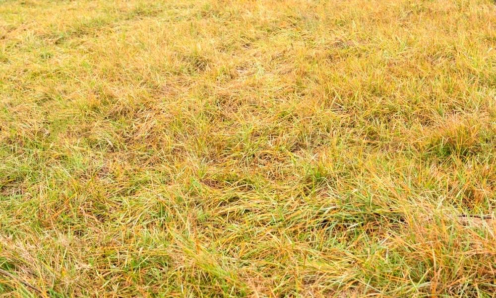 how-to-fix-grass-turning-yellow