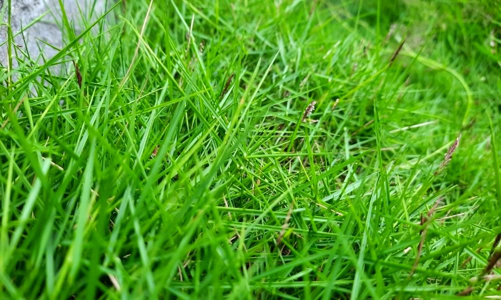 how-to-get-rid-of-coarse-grass-in-your-lawn