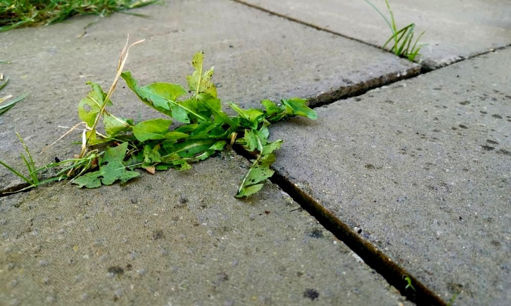 世界杯女足2022直播how-to-stop-weeds-growing-in-block-paving