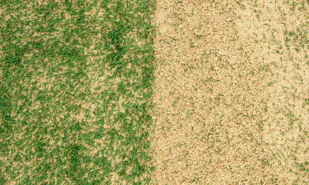 what-is-lawn-sand-and-why-you-should-use-it