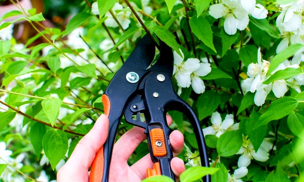 best-ratchet-secateurs