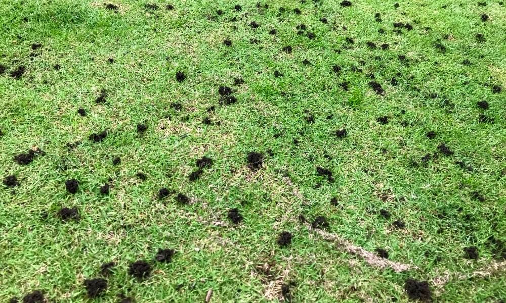 how-to-get-rid-of-worm-casts-on-your-lawn