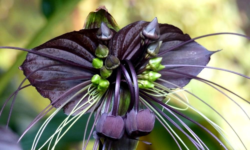 scary-plants-for-halloween