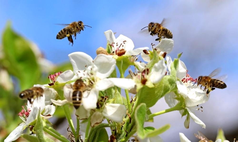 facts-about-bees