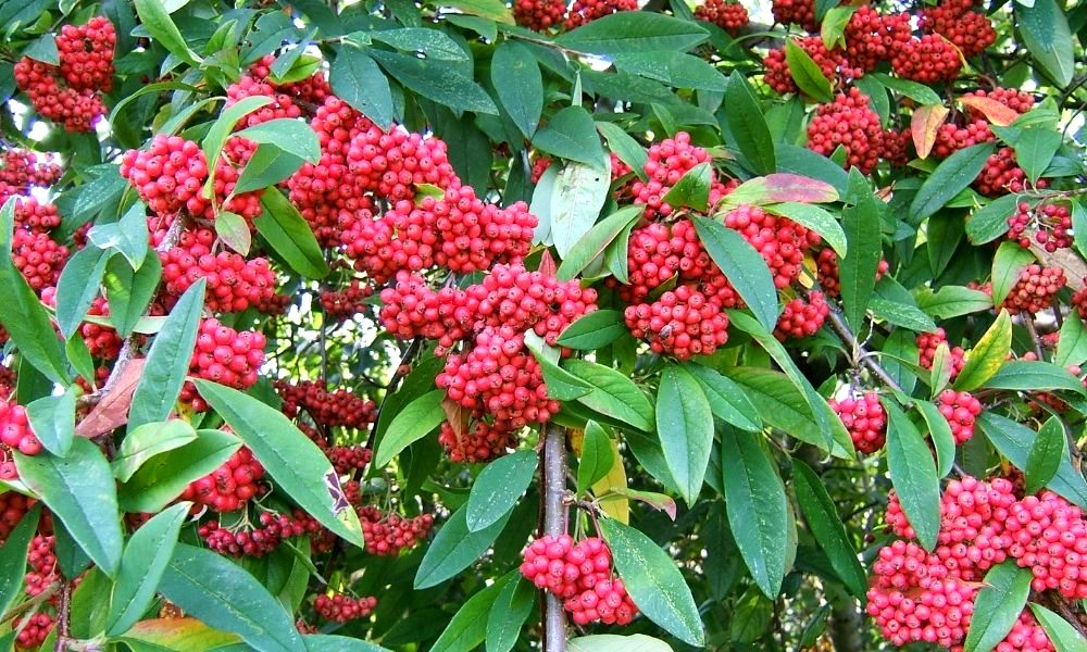 best-climbing-plants-for-shade