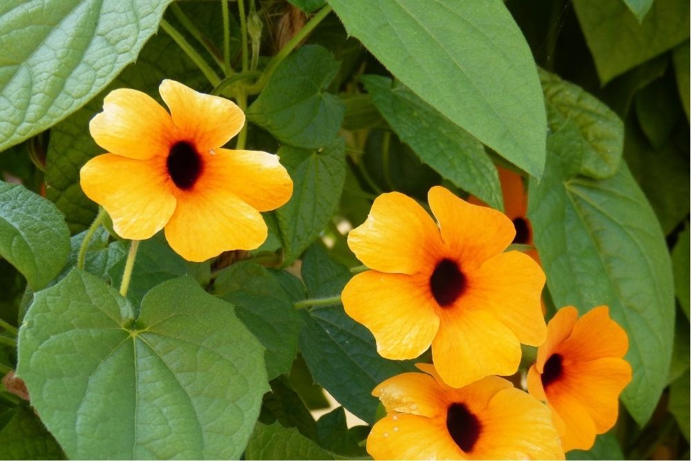 世界杯女足2022直播black-eyed-susan-vine-fastest-growing-climbing-plants