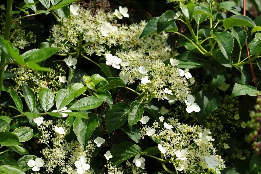 世界杯女足2022直播climbing-hydrangea-fastest-growing-climbing-plants