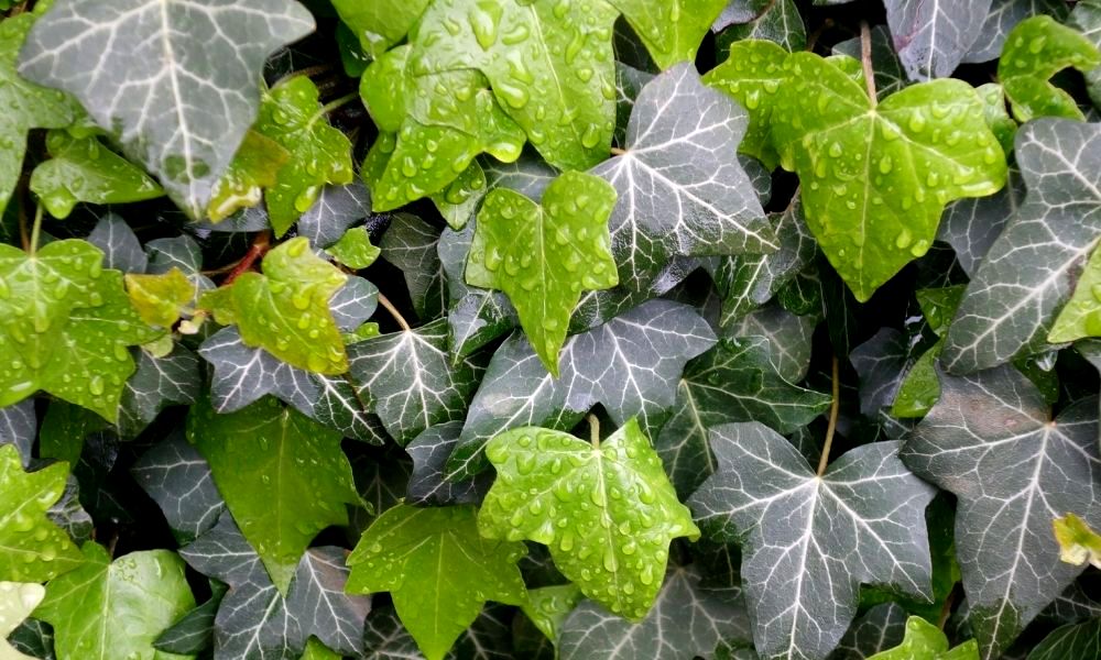 evergreen-climbing-plants