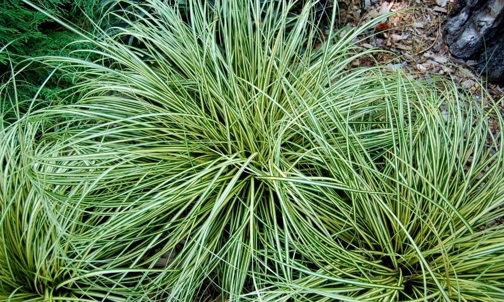 evergreen-grasses-for-pots