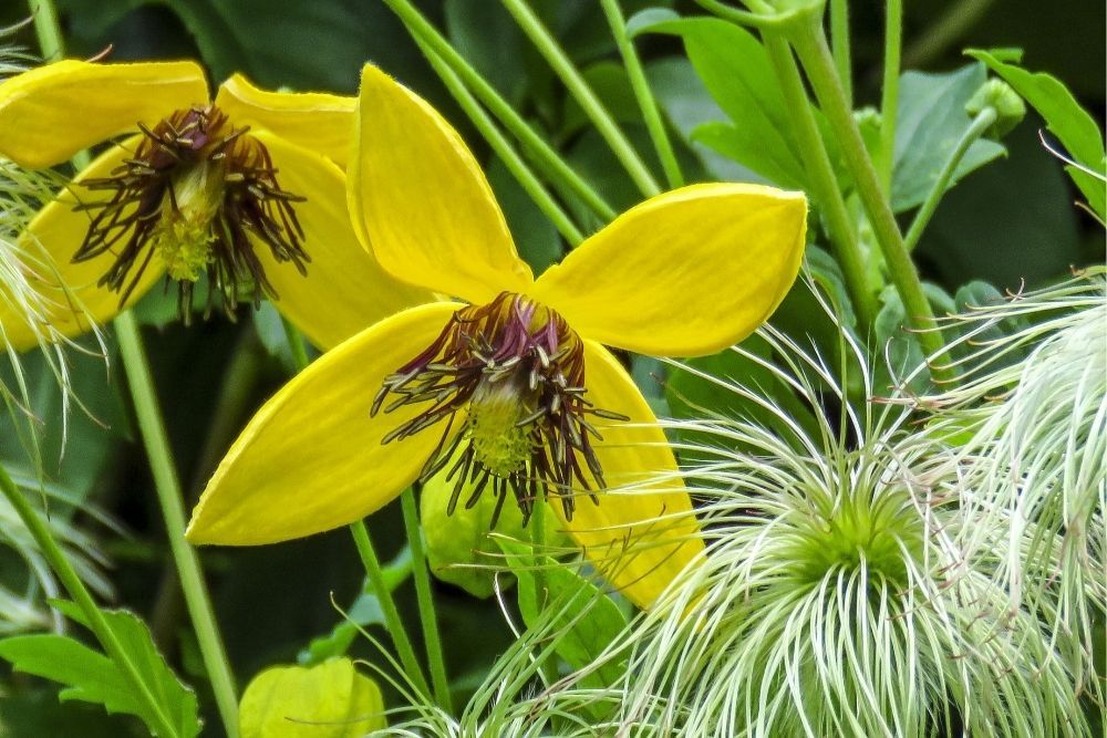 世界杯女足2022直播golden-clematis-fastest-growing-climbing-plants