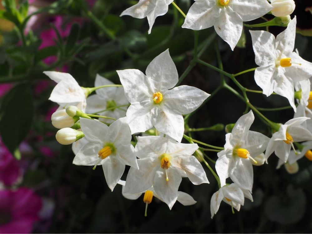 世界杯女足2022直播potato-vine-fastest-growing-climbing-plants