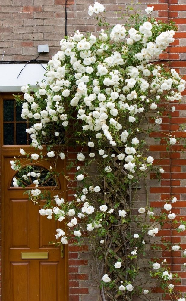 世界杯女足2022直播rambling-roses-fastest-growing-climbing-plants