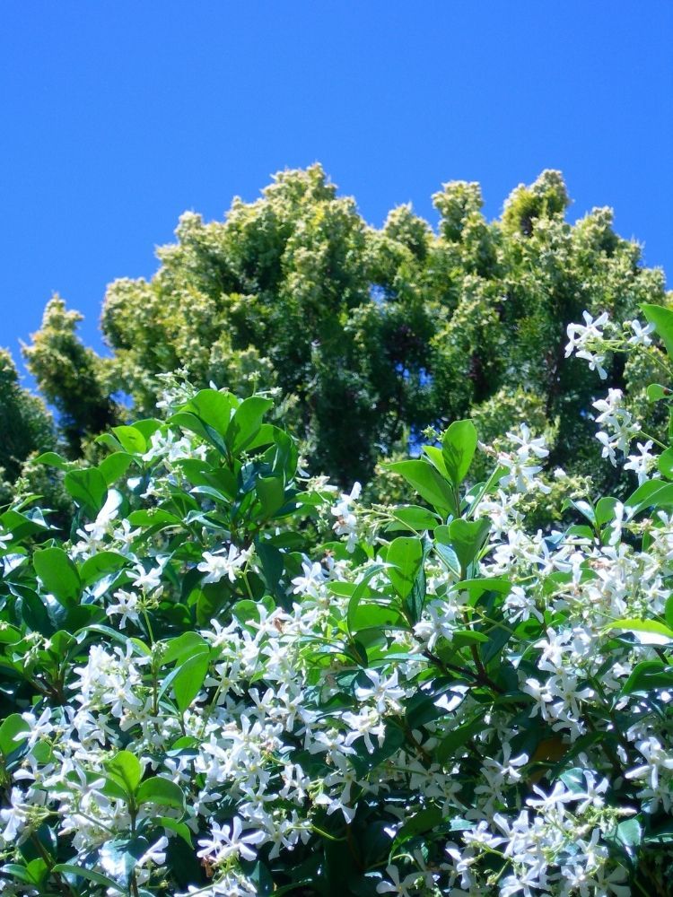 世界杯女足2022直播star-jasmine-fastest-growing-climbing-plants