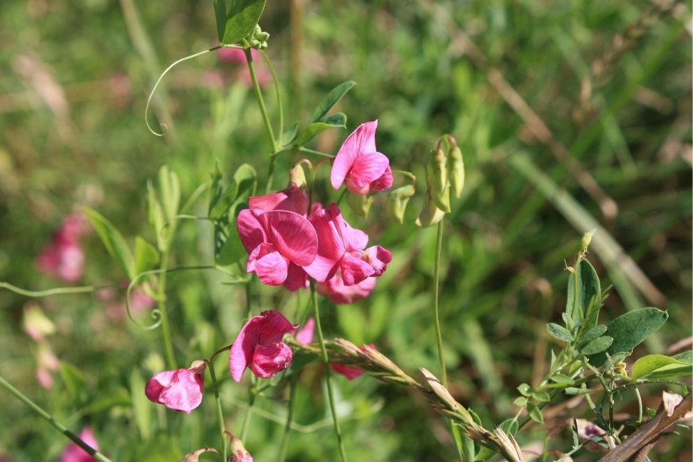 世界杯女足2022直播sweet-pea-fastest-growing-climbing-plants