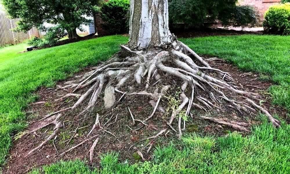 why-plant-trees-on-mounds