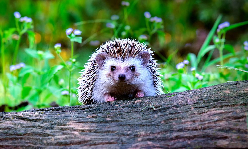 9.-hedgehog-population-decline-statistics-uk