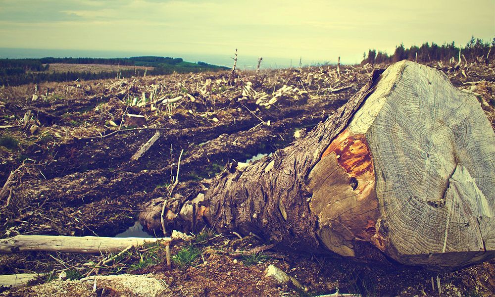 21.-deforestation-statistics