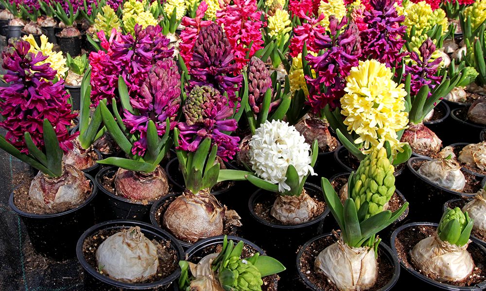 How-to-Plant-Hyacinth-Bulbs