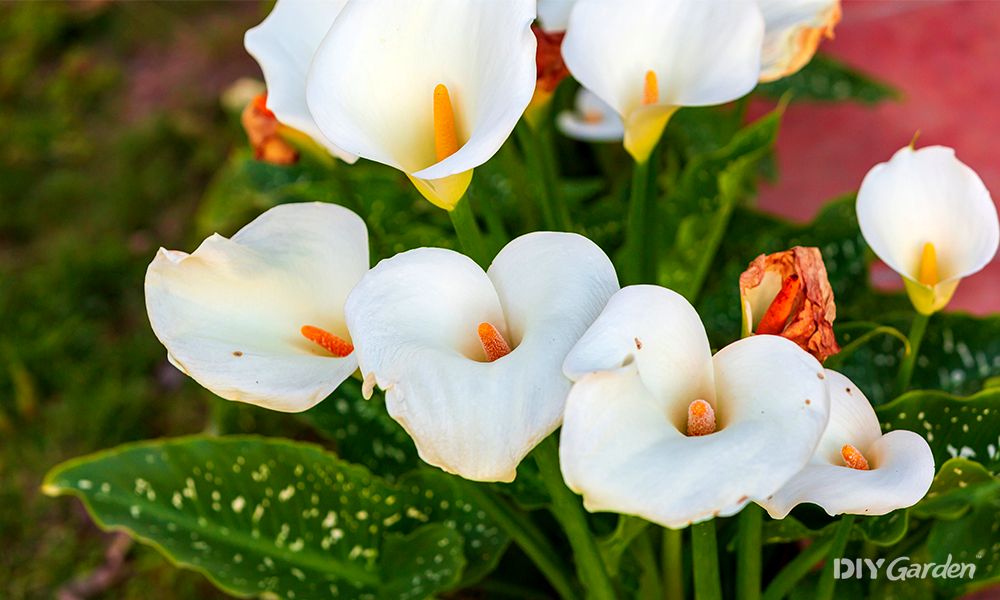 arum-lily-care-guide