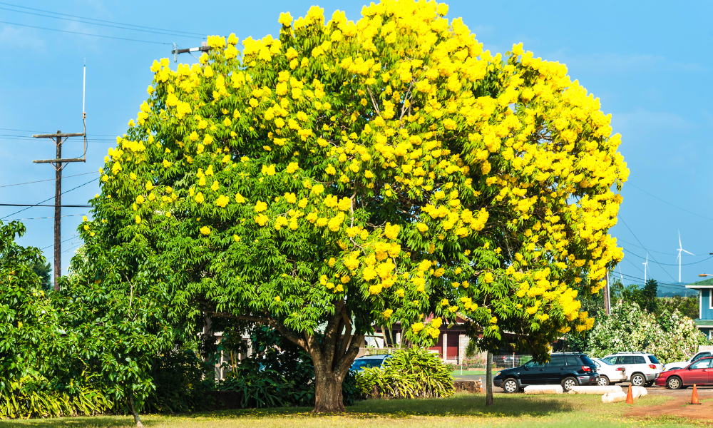 35黄花树