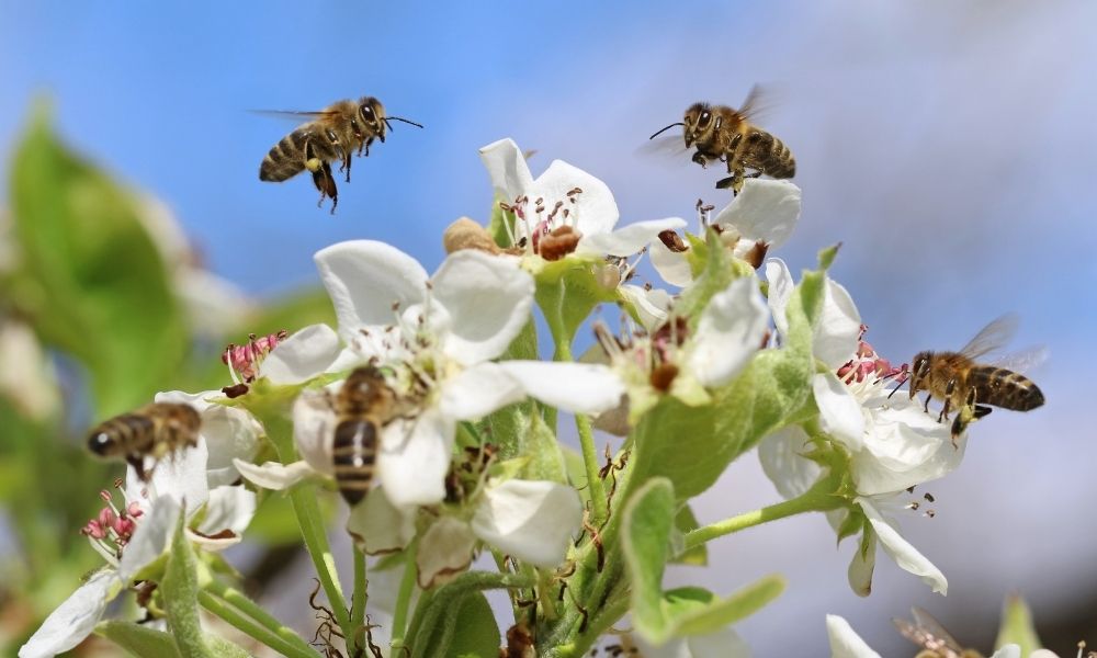 facts-about-bees